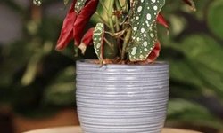 Begonia Maculata
