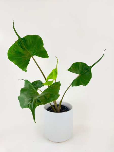 Alocasia macrorrhiza “Stingray”