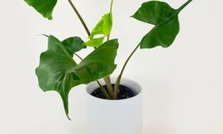 Alocasia macrorrhiza “Stingray”