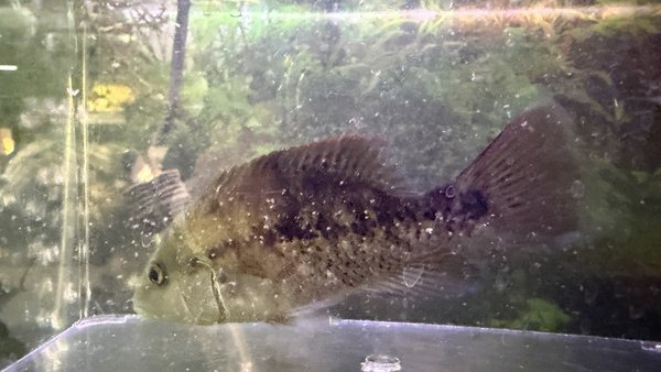 TOOK IN C.A.R.E.S. (MAYBE?) CICHLID FROM FISH RM BREAKDOWN