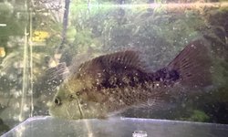 Photo 2 of C.A.R.E.S. CICHLID - SPECIES UNKNOWN