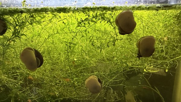 6 CHESTNUT MYSTERY SNAILS