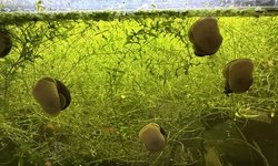 Photo 2 of CHESTNUT MYSTERY SNAILS - 4