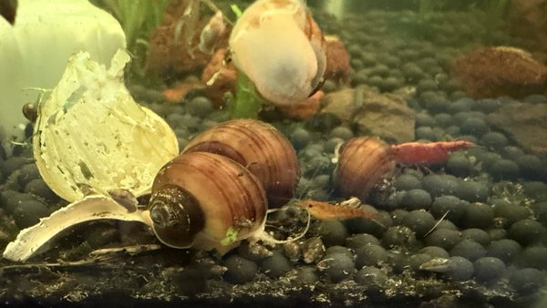 6 CHESTNUT MYSTERY SNAILS