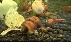 CHESTNUT MYSTERY SNAILS - 4