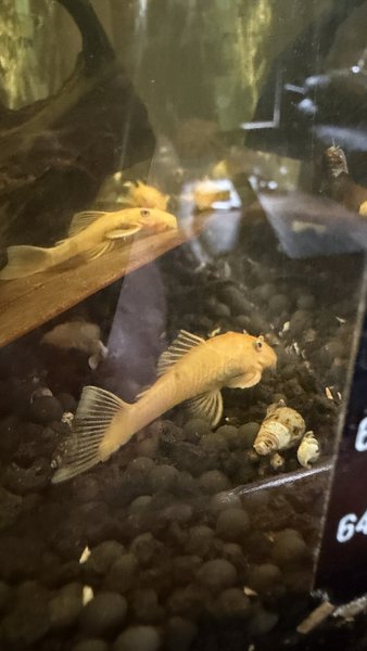 2 BLUE EYE LEMON BRISTLENOSE PLECOS