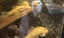 Photo 2 of BLUE EYE LEMON BRISTLENOSE PLECO - 2