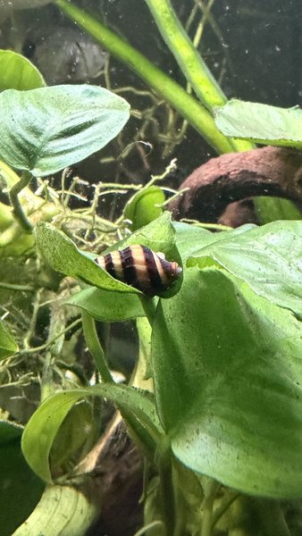 6 ASSASSIN SNAILS