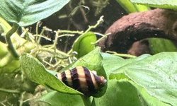 ASSASSIN SNAILS - 5