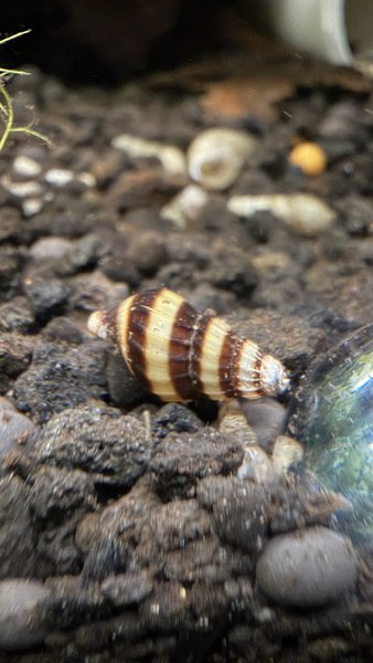 5 ASSASSIN SNAILS