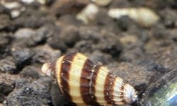 5 ASSASSIN SNAILS