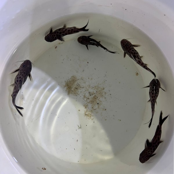 Synodontis lucipinis (6) adult group