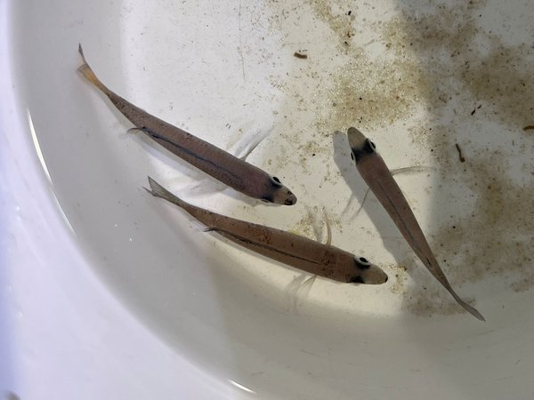 Cyprichromis leptosoma trio