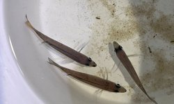 Cyprichromis leptosoma trio