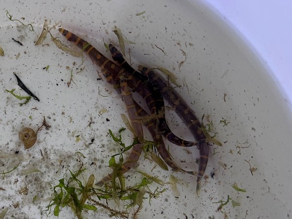 Kuhli loach (5) adults