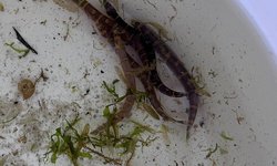Kuhli loach (5) adults