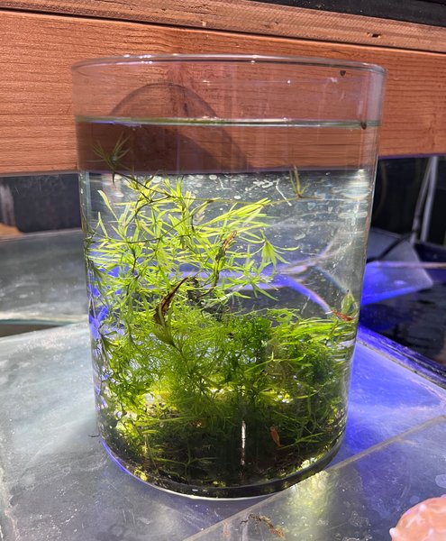 Rili & Red Shrimp CPD Plants 1G Cylinder