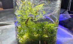 Rili & Red Shrimp CPD Plants 1G Cylinder
