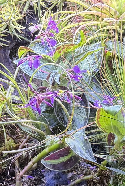 Sonerila contonensisbstapf sp Vietnam