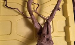 drift wood