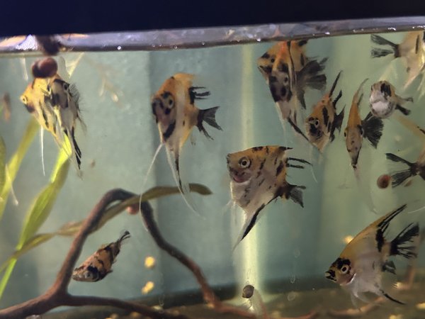 Red Devil Angelfish