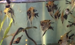 Red Devil Angelfish