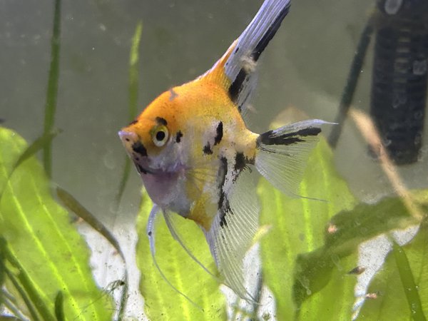 Red Devil Angelfish