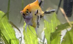 Photo 2 of Red Devil Angelfish
