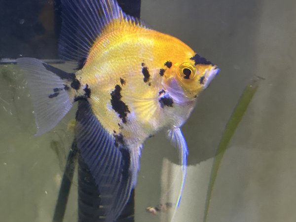 Red Devil Angelfish