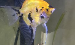 Photo 3 of Red Devil Angelfish