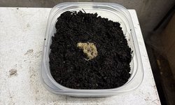 1 x White Worm STARTER Culture C