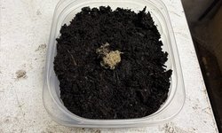 Photo 5 of 1 x White Worm STARTER Culture B