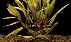 Hygrophila Angustifolia Rubra