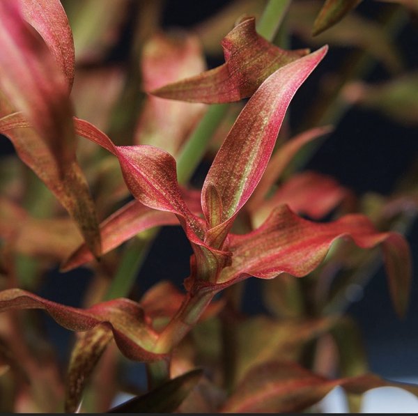 Murdannia engelsii
