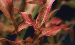 Murdannia engelsii