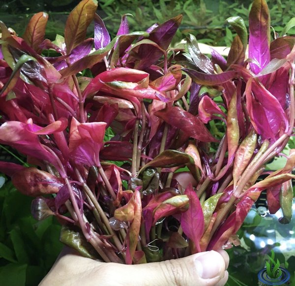 Alternanthera Lilacina