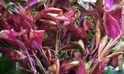 Alternanthera Lilacina