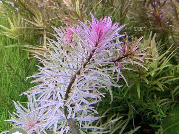 Ludwigia inclinata var. verticillata