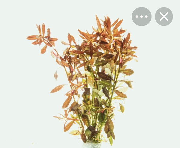 Ludwigia brevipes