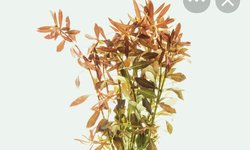 Ludwigia brevipes