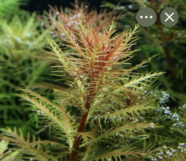 Emersed Mermaids weed
