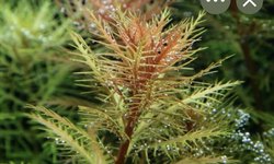 Emersed Mermaids weed