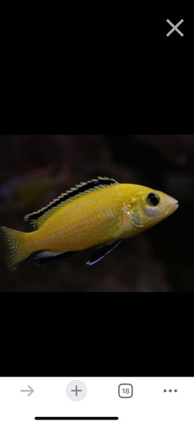 Labidochromis Yellow Lab -4