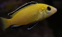 Labidochromis Yellow Lab -4