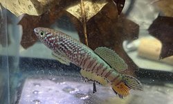 Blue Gularis pair