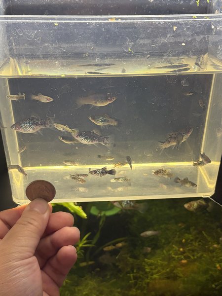These style of platy, may not be exact ones