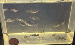 10 x Unsexed Black and Blue Platy