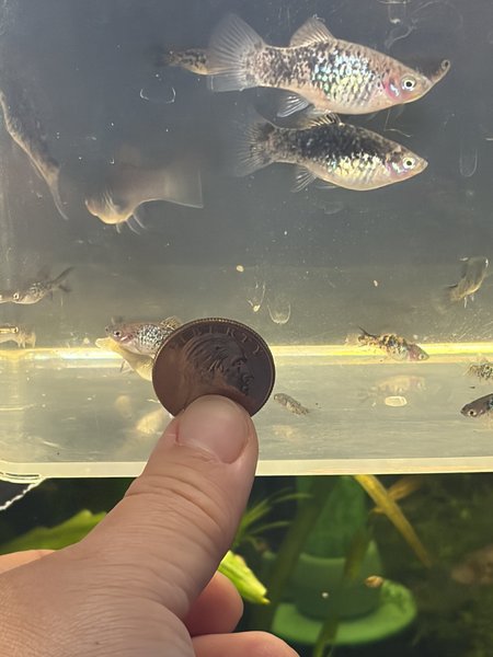 These style of platy, may not be exact ones