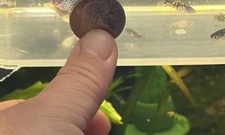 Photo 2 of 10 x Unsexed Black and Blue Platy