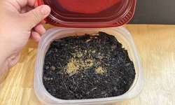 1 x White Worm STARTER Culture B